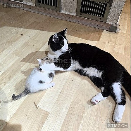 Loki — Hauskatze ♂, Vermisst seit 29.09.2025, Schinznach Dorf (AG)