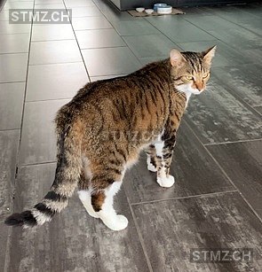 Soleil — Hauskatze ♂, Vermisst seit 16.06.2025, Mörigen (BE)