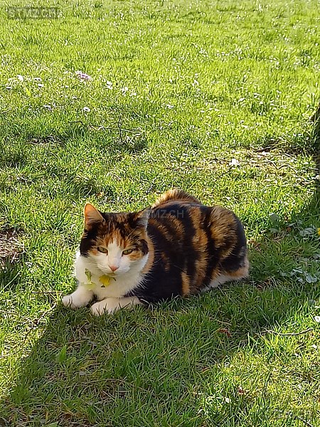 Milou — Hauskatze ♀, Vermisst seit 31.10.2025, Oberdorf NW (NW)