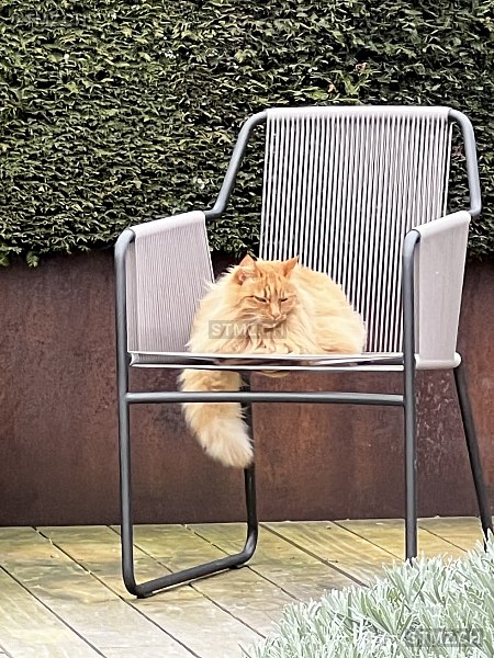 Rosso — Hauskatze ♂, Vermisst seit 21.09.2025, Meggen (LU)