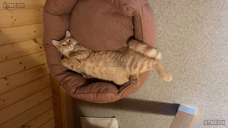 Charly — Hauskatze ♂, Vermisst seit 11.11.2025, Oberriet SG (SG)