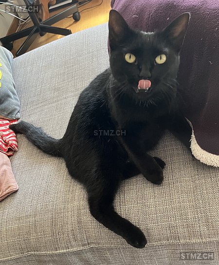 Billie — Hauskatze ♀, Vermisst seit 17.11.2025, Hinteregg (ZH)