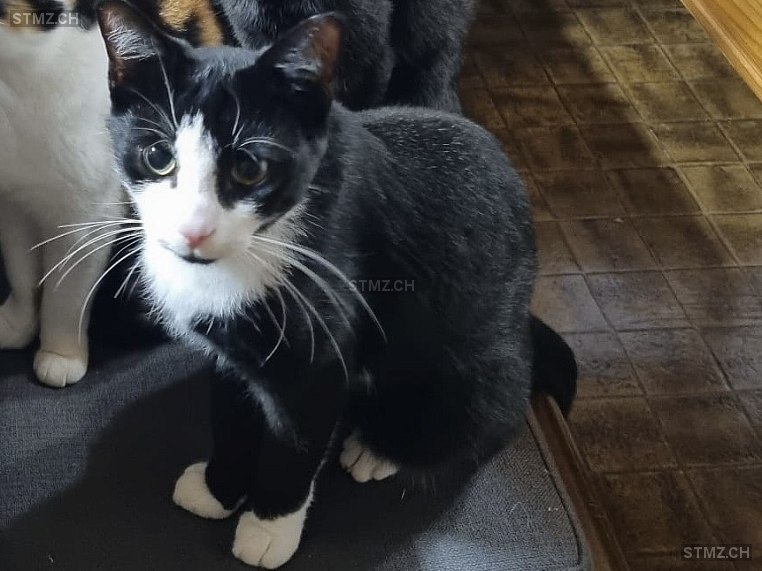 Flecki — Hauskatze ♂, Vermisst seit 16.11.2025, Gossau SG (SG)
