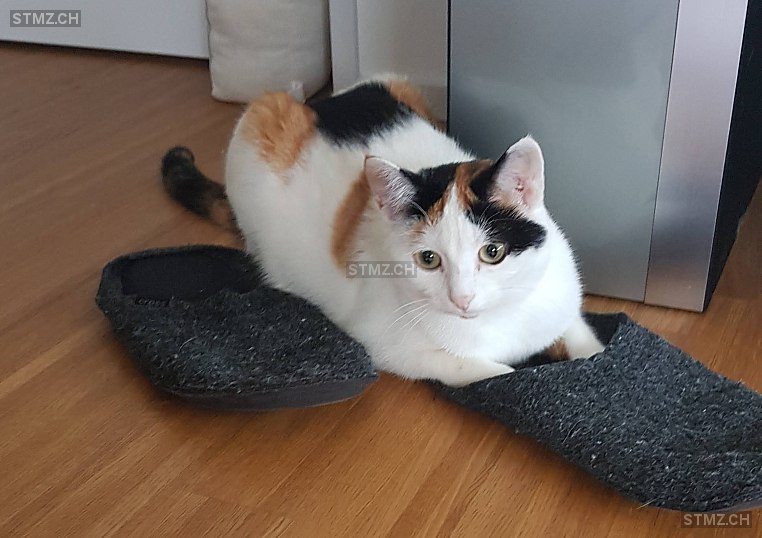 Lilly — Hauskatze ♀, Vermisst seit 19.11.2025, Küsnacht ZH (ZH)