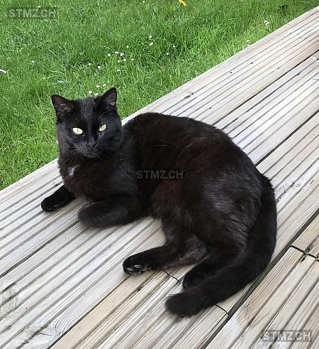 Baghira — Hauskatze ♂, Vermisst seit 01.10.2025, Günsberg (SO)