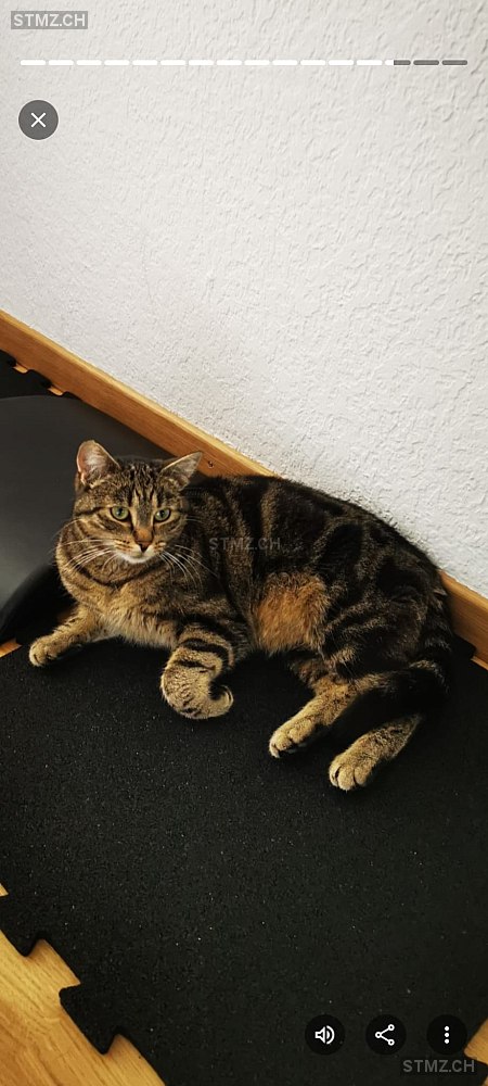 Burpee — Hauskatze ♀, Vermisst seit 13.10.2025, Bern (BE)