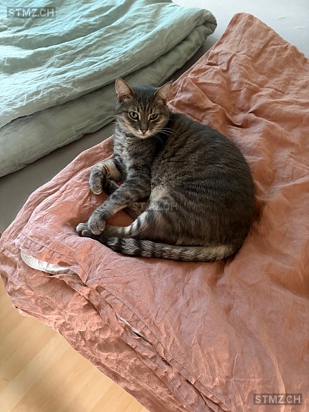 Guapo — Hauskatze ♂, Vermisst seit 04.10.2025, Rickenbach ZH (ZH)