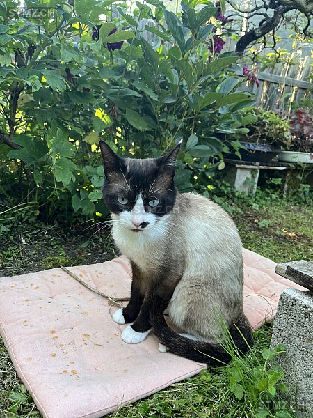 Yaki — Hauskatze ♂, Vermisst seit 28.07.2025, Noiraigue (NE)