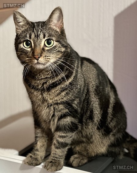 Tigi — Hauskatze ♂, Vermisst seit 06.08.2025, Tuttwil (TG)