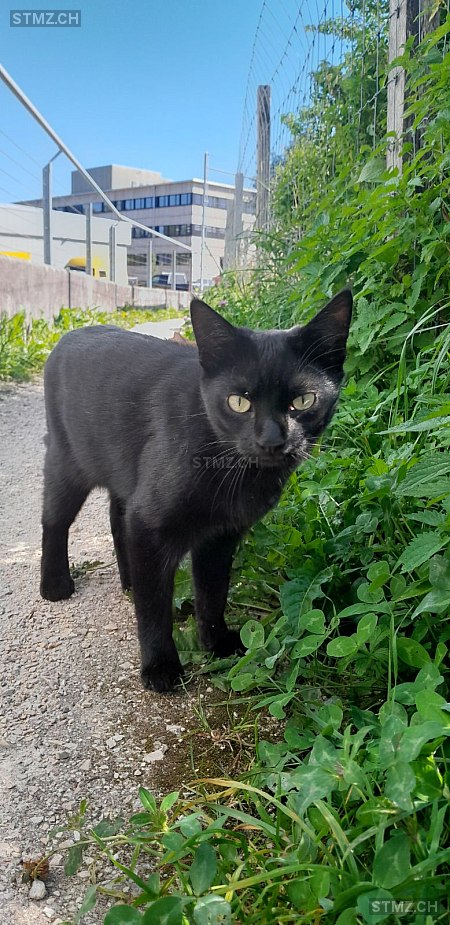 Samedi — Hauskatze ♂, Vermisst seit 22.11.2025, Winterthur (ZH)