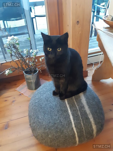 Pitschi — Hauskatze ♀, Vermisst seit 23.11.2025, Landquart (GR)