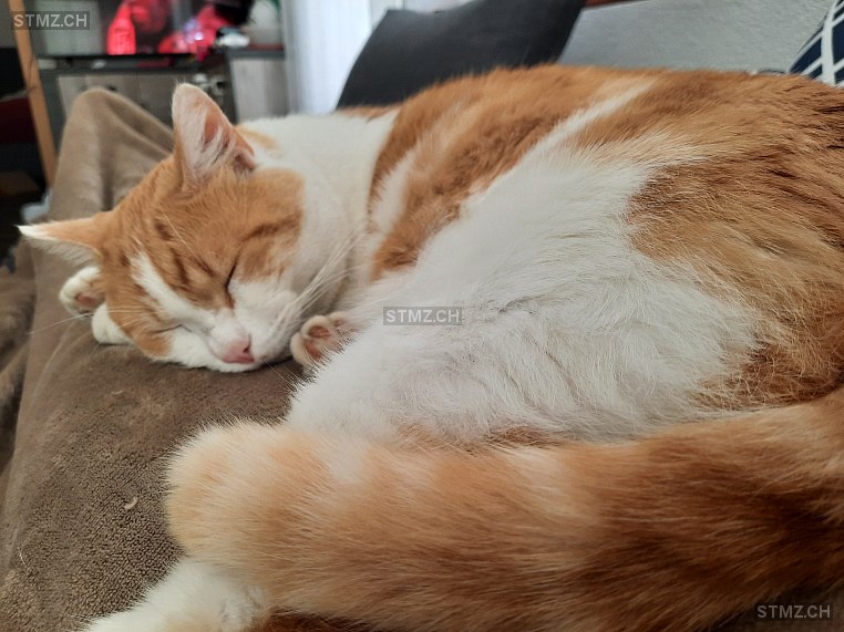 Kamil — Hauskatze ♂, Vermisst seit 22.11.2025, Saas Grund (VS)