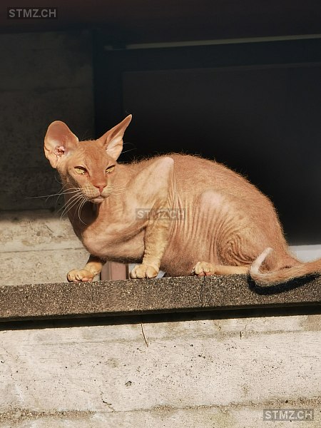 Nuri — Sphynx ♂, Vermisst seit 21.11.2025, Arbon (TG)