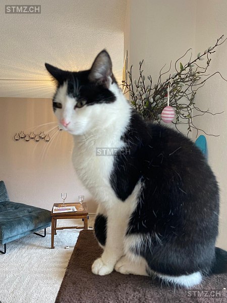Charly — Hauskatze ♂, Vermisst seit 20.11.0202, Hinteregg (ZH)