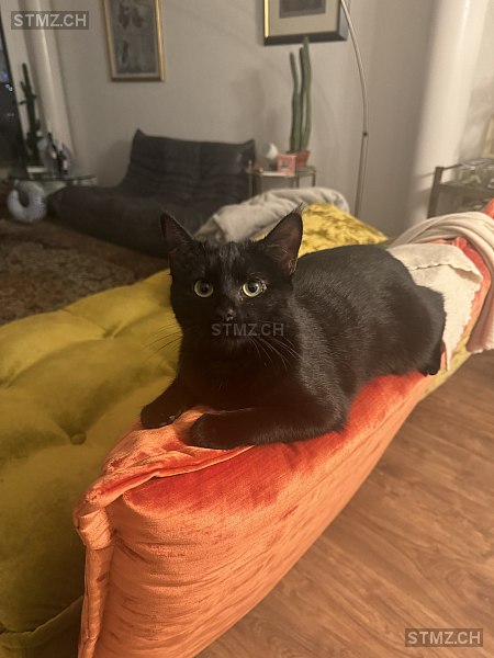 Nilou — Hauskatze ♀, Vermisst seit 19.11.2025, Rüschlikon (ZH)