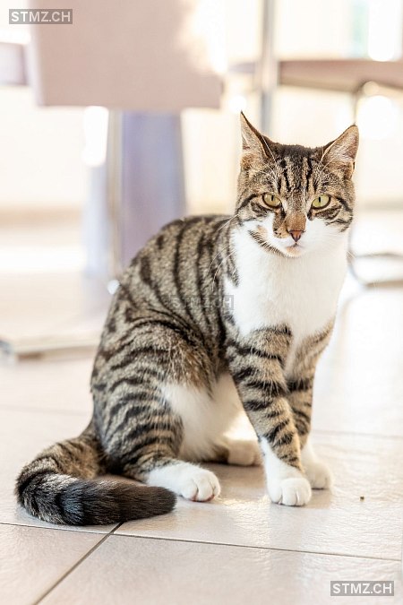 Fridolin — Hauskatze ♂, Vermisst seit 01.09.2025, Dänikon ZH (ZH)