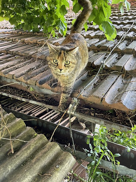 Bibi — Hauskatze ♀, Vermisst seit 23.11.2025, St. Ursen (FR)