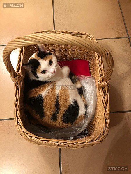 Vermisste Katzen #387820 — Hauskatze ♀, Vermisst seit ?, Herzogenbuchsee (BE)