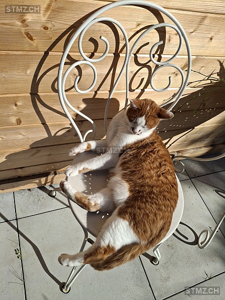 Rosso — Hauskatze ♂, Vermisst seit 26.11.2025, Turgi (AG)