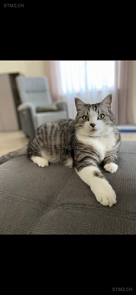 Yuki — Hauskatze ♂, Vermisst seit 26.11.2025, Biberist (SO)