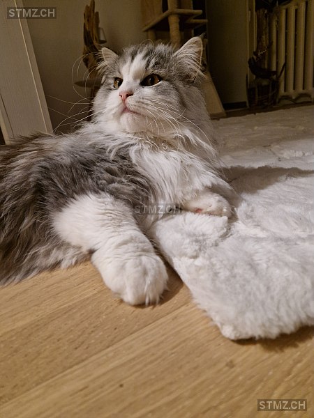 Proton — Hauskatze ♂, Vermisst seit 14.11.2025, Yvorne (VD)