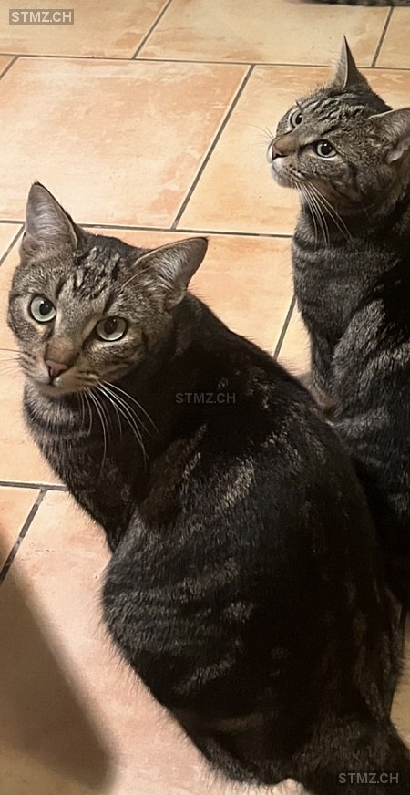 ARIS — Hauskatze ♂, Vermisst seit 18.11.2025, Bätterkinden (BE)