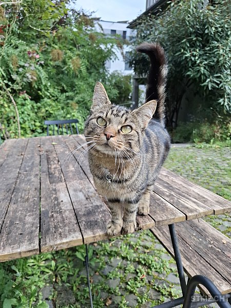 Keela — Hauskatze ♀, Vermisst seit 16.11.2025, St. Gallen (SG)