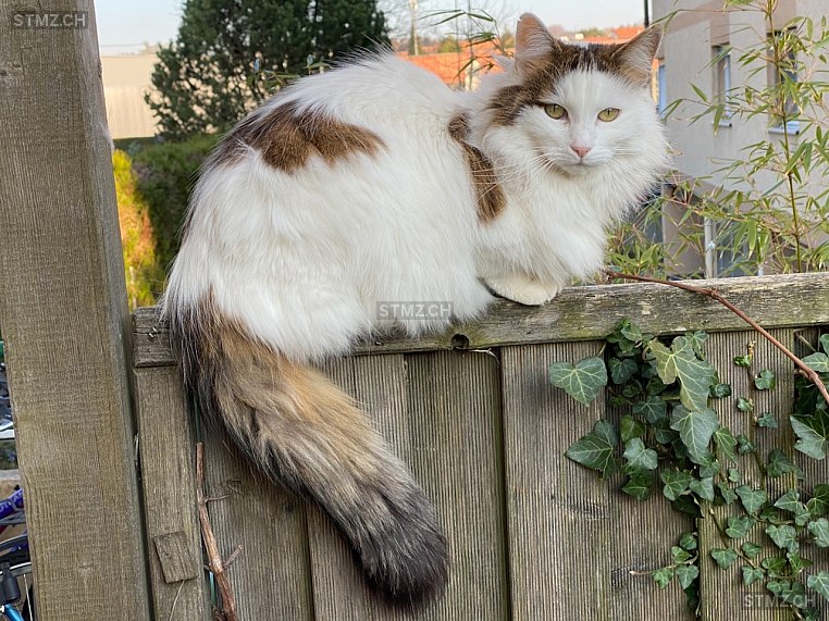 Woodie — Hauskatze ♀, Vermisst seit 27.11.2025, Echallens (VD)