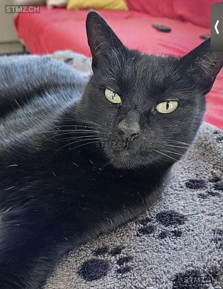 Pretinho — Hauskatze ♂, Vermisst seit 15.05.2025, Troistorrents (VS)