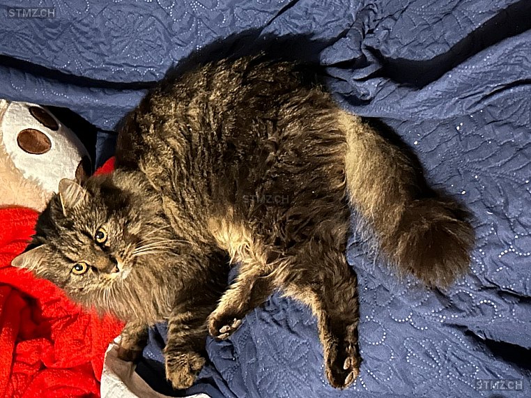 Bobo — Hauskatze ♂, Vermisst seit 23.10.2025, Tiefencastel (GR)