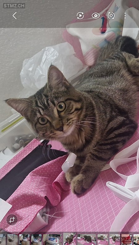 Simba — Hauskatze ♂, Vermisst seit 03.10.2025,  ()