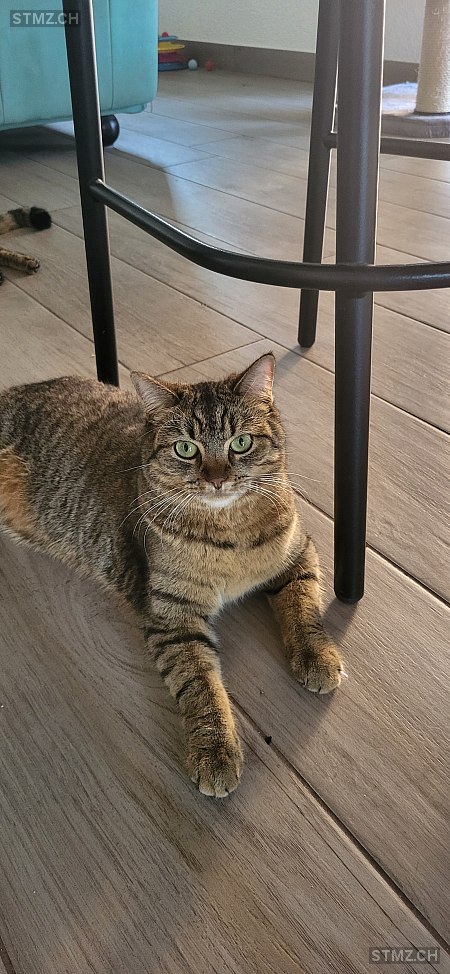 Hestia — Hauskatze ♀, Vermisst seit 22.09.2025, Penthalaz (VD)