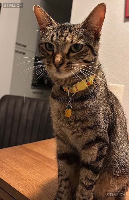 Amber / Naeli — Hauskatze ♀, Vermisst seit 23.10.2025, Lostallo (GR)