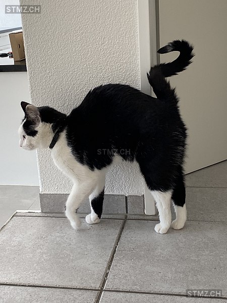 Trulla — Hauskatze ♀, Vermisst seit 27.11.2025, Neuenkirch (LU)