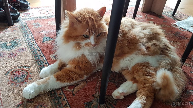 Boris — Hauskatze , Vermisst seit 26.11.2025, Derendingen (SO)