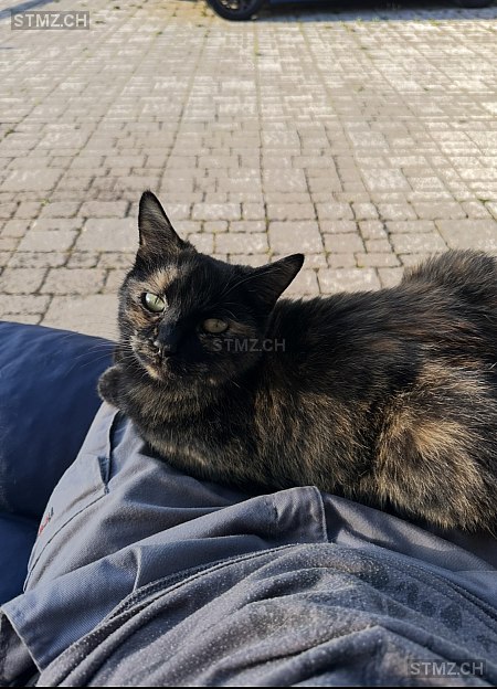 Hazel — Hauskatze ♀, Vermisst seit 02.11.2025, Châtel-St-Denis (FR)