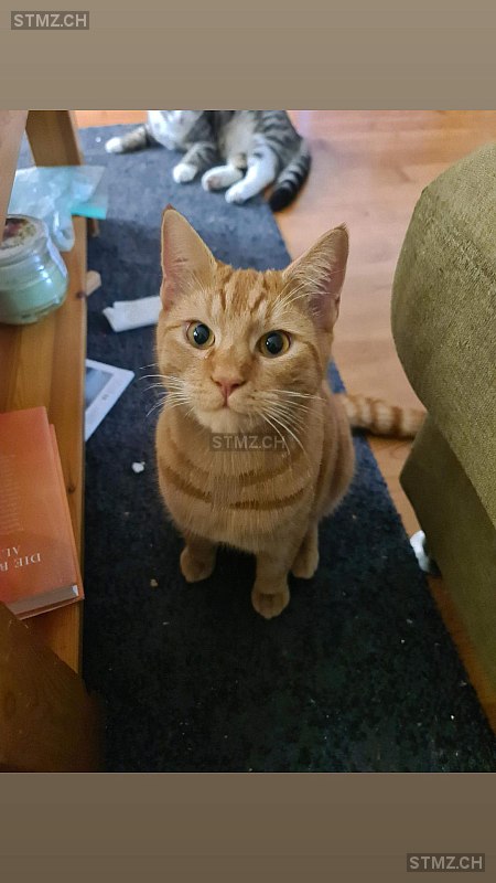 Azrael — Hauskatze ♂, Vermisst seit 15.11.2025, Däniken SO (SO)