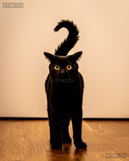 Vermisste Katzen #388446 — Hauskatze ♂, Vermisst seit ?, Thalwil (ZH)