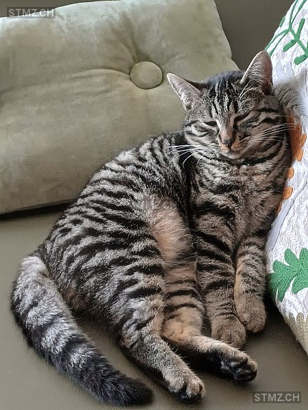 Plum — Hauskatze ♂, Vermisst seit 26.11.2025, Delémont (JU)