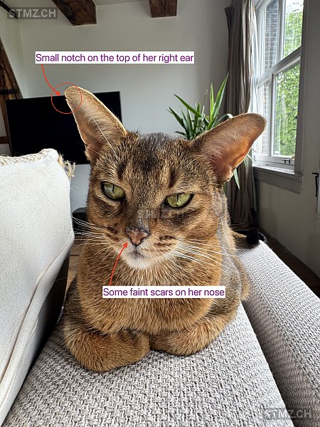 Rosie — Abessinier ♀, Vermisst seit 06.09.2025, Arogno (TI)