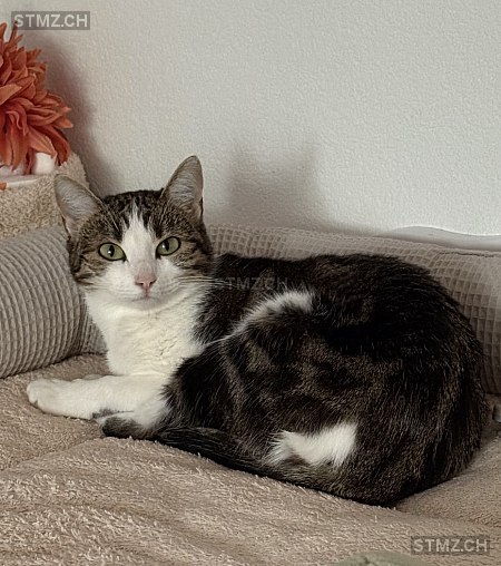 Antek / Antonka — Hauskatze ♀, Vermisst seit 30.11.2025, Gerlikon (TG)