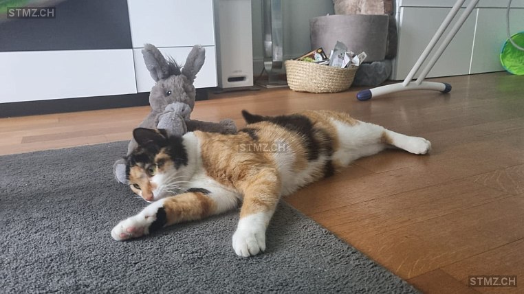 Zuli — Hauskatze ♀, Vermisst seit 28.11.2025, Wichtrach (BE)