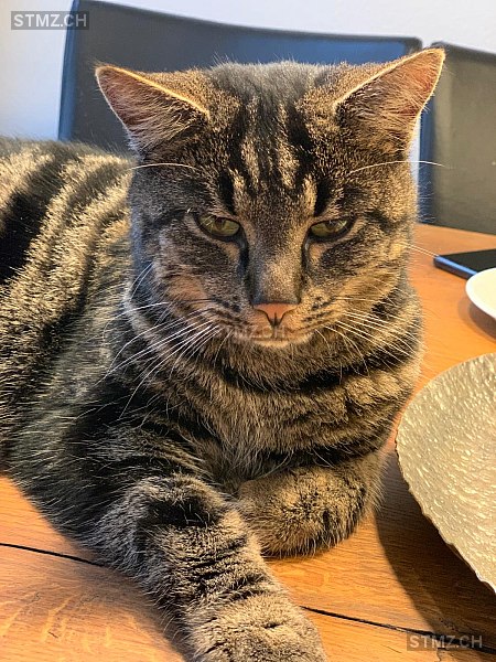 Gizmo — Hauskatze ♂, Vermisst seit 26.11.2025, Andelfingen (ZH)