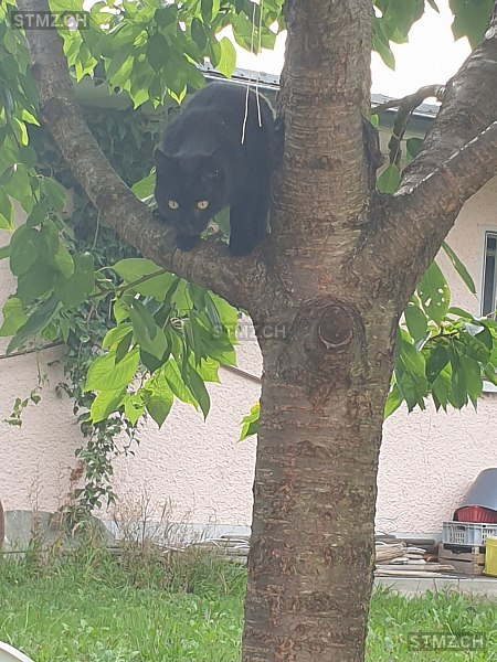 Blacky — Katze ♂, Vermisst seit 16.11.2025, Zürich (ZH)