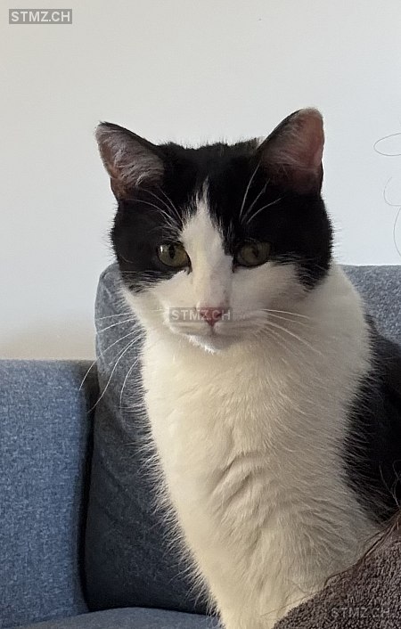 Ferdi — Hauskatze ♂, Vermisst seit 19.04.2025, Aathal-Seegräben (ZH)