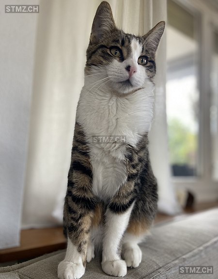Leo — Hauskatze ♂, Vermisst seit 30.11.2025, Widnau (SG)