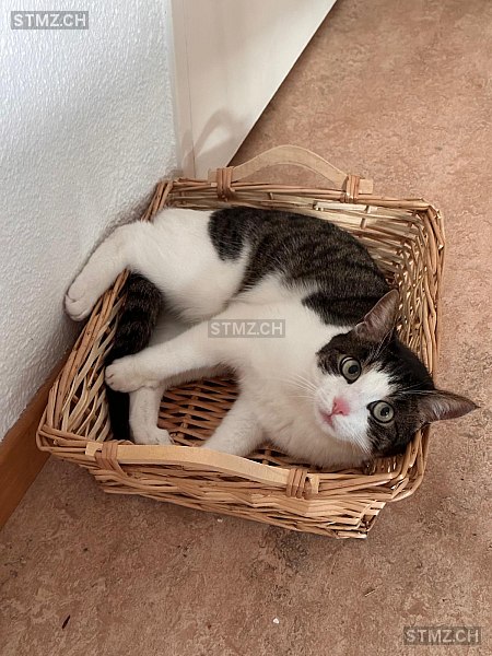 Cayetana — Hauskatze ♀, Vermisst seit 18.11.2025, Zürich (ZH)