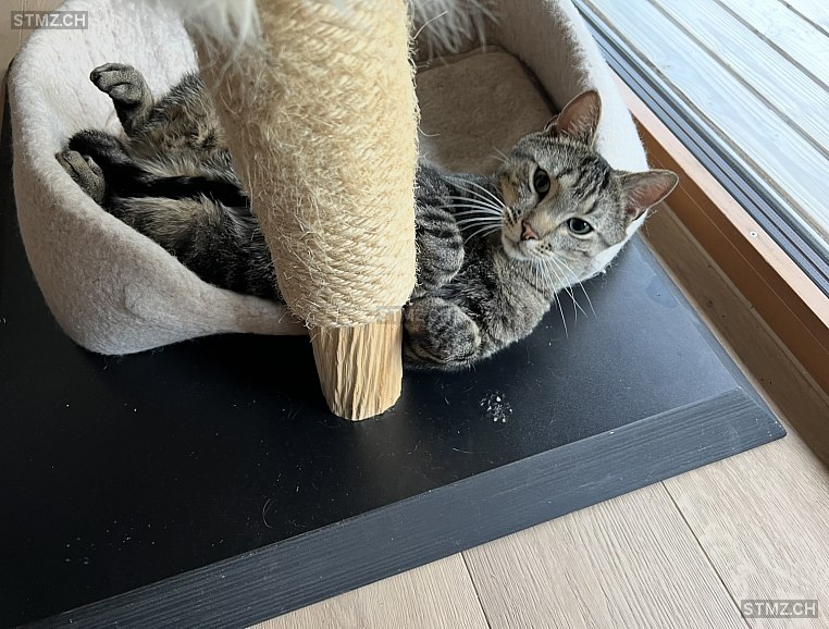 Eremia — Hauskatze ♂, Vermisst seit 17.11.2025, Schüpfheim (LU)