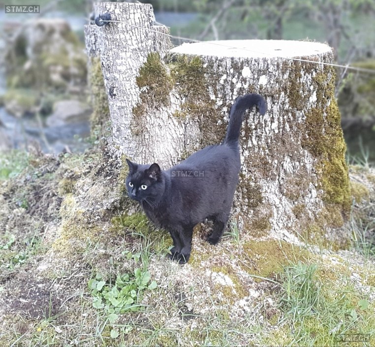 Pepette — Hauskatze ♀, Vermisst seit 04.12.2025, Vallorbe (VD)