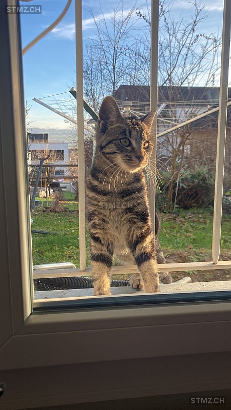 Blacky — Hauskatze ♂, Vermisst seit 03.12.2025, Selzach (SO)